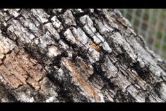 Colobopsis etiolata by (c) Raven Dandridge, some rights reserved (CC BY), uploaded by Raven Dandridge. Used under a CC-BY license.