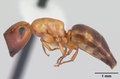 Colobopsis etiolata by (c)
April Nobile, some rights reserved (CC BY). Used under a CC-BY license.
