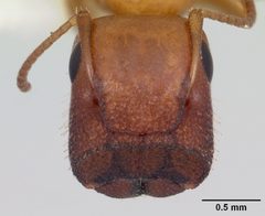 Colobopsis etiolata by (c)
April Nobile, some rights reserved (CC BY). Used under a CC-BY license.