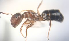 Colobopsis obliqua by (c) Raven Dandridge, some rights reserved (CC BY), uploaded by Raven Dandridge. Used under a CC-BY license.