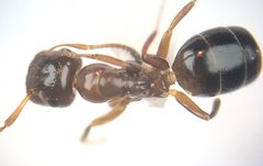 Colobopsis obliqua by (c) Raven Dandridge, some rights reserved (CC BY), uploaded by Raven Dandridge. Used under a CC-BY license.