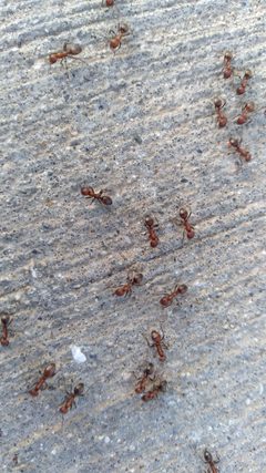 Polyergus bicolor by no rights reserved, uploaded by Kendra Parrish. Used under a CC0 license.