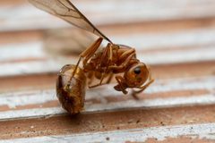 Lasius arizonicus by (c) Jake Nitta, some rights reserved (CC BY), uploaded by Jake Nitta. Used under a CC-BY license.