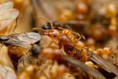 Lasius arizonicus by (c) Jake Nitta, some rights reserved (CC BY), uploaded by Jake Nitta. Used under a CC-BY license.