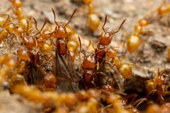 Lasius arizonicus by (c) Jake Nitta, some rights reserved (CC BY), uploaded by Jake Nitta. Used under a CC-BY license.