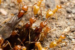Lasius arizonicus by (c) Jake Nitta, some rights reserved (CC BY), uploaded by Jake Nitta. Used under a CC-BY license.