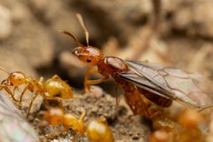 Lasius arizonicus by (c) Jake Nitta, some rights reserved (CC BY), uploaded by Jake Nitta. Used under a CC-BY license.