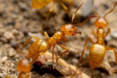 Lasius arizonicus by (c) Jake Nitta, some rights reserved (CC BY), uploaded by Jake Nitta. Used under a CC-BY license.
