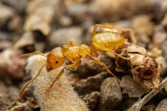 Lasius arizonicus by (c) Jake Nitta, some rights reserved (CC BY), uploaded by Jake Nitta. Used under a CC-BY license.