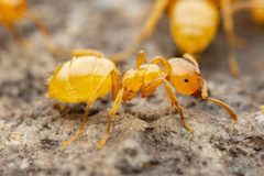 Lasius arizonicus by (c) Jake Nitta, some rights reserved (CC BY), uploaded by Jake Nitta. Used under a CC-BY license.