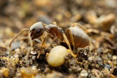 Lasius neoniger by (c) Jake Nitta, some rights reserved (CC BY), uploaded by Jake Nitta. Used under a CC-BY license.