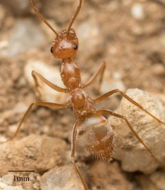 Myrmecocystus kennedyi by no rights reserved, uploaded by Jesse Rorabaugh. Used under a CC0 license.