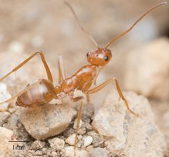 Myrmecocystus kennedyi by no rights reserved, uploaded by Jesse Rorabaugh. Used under a CC0 license.