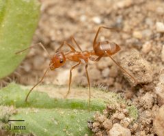 Myrmecocystus kennedyi by no rights reserved, uploaded by Jesse Rorabaugh. Used under a CC0 license.