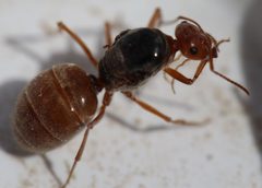Myrmecocystus kennedyi by (c) Jason Eckberg, some rights reserved (CC BY), uploaded by Jason Eckberg. Used under a CC-BY license.