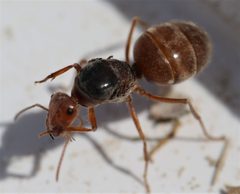 Myrmecocystus kennedyi by (c) Jason Eckberg, some rights reserved (CC BY), uploaded by Jason Eckberg. Used under a CC-BY license.