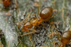 Nylanderia terricola by (c) Jake Nitta, some rights reserved (CC BY), uploaded by Jake Nitta. Used under a CC-BY license.