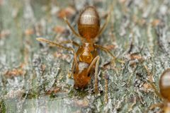 Nylanderia terricola by (c) Jake Nitta, some rights reserved (CC BY), uploaded by Jake Nitta. Used under a CC-BY license.
