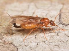 Prenolepis imparis by (c) Christina Butler, some rights reserved (CC BY). Used under a CC-BY license.