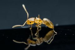 Brachymyrmex depilis by (c) Jake Nitta, some rights reserved (CC BY), uploaded by Jake Nitta. Used under a CC-BY license.