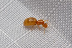 Brachymyrmex depilis by no rights reserved, uploaded by Alejandro Santillana. Used under a CC0 license.