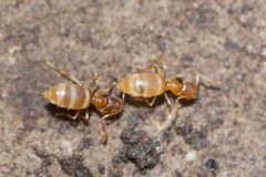 Brachymyrmex depilis by (c) Owen Strickland, some rights reserved (CC BY), uploaded by Owen Strickland. Used under a CC-BY license.