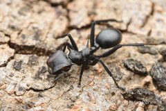 Cephalotes by (c) Jonghyun Park, some rights reserved (CC BY), uploaded by Jonghyun Park. Used under a CC-BY license.
