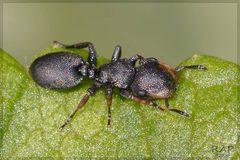 Cephalotes by (c) RAP, some rights reserved (CC BY), uploaded by RAP. Used under a CC-BY license.