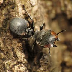Cephalotes by (c) Katja Schulz, some rights reserved (CC BY). Used under a CC-BY license.