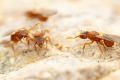 Cyphomyrmex wheeleri by (c) Jake Nitta, some rights reserved (CC BY), uploaded by Jake Nitta. Used under a CC-BY license.