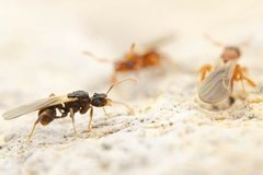 Cyphomyrmex wheeleri by (c) Jake Nitta, some rights reserved (CC BY), uploaded by Jake Nitta. Used under a CC-BY license.