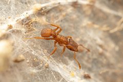 Cyphomyrmex wheeleri by (c) Jake Nitta, some rights reserved (CC BY), uploaded by Jake Nitta. Used under a CC-BY license.