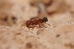 Cyphomyrmex wheeleri by (c) Jake Nitta, some rights reserved (CC BY), uploaded by Jake Nitta. Used under a CC-BY license.
