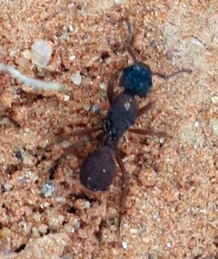 Mycetomoellerius turrifex by (c) Catherine C. Galley, some rights reserved (CC BY), uploaded by Catherine C. Galley. Used under a CC-BY license.