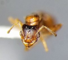 Pheidole inquilina by (c) Toby, some rights reserved (CC BY), uploaded by Toby. Used under a CC-BY license.