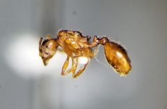 Pheidole inquilina by (c) Toby, some rights reserved (CC BY), uploaded by Toby. Used under a CC-BY license.