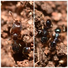 Pheidole metallescens by (c) Luke Padon, some rights reserved (CC BY), uploaded by Luke Padon. Used under a CC-BY license.