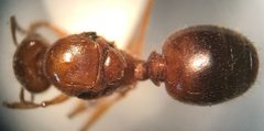 Pheidole morrisii by (c) Raven Dandridge, some rights reserved (CC BY), uploaded by Raven Dandridge. Used under a CC-BY license.