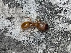 Pheidole pelor by (c) Luke Padon, some rights reserved (CC BY), uploaded by Luke Padon. Used under a CC-BY license.