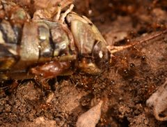 Pheidole porcula by (c) Luke Padon, some rights reserved (CC BY), uploaded by Luke Padon. Used under a CC-BY license.
