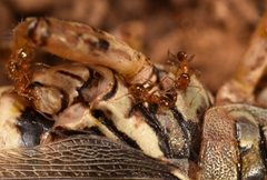 Pheidole porcula by (c) Luke Padon, some rights reserved (CC BY), uploaded by Luke Padon. Used under a CC-BY license.
