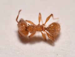 Pheidole porcula by (c) Luke Padon, some rights reserved (CC BY), uploaded by Luke Padon. Used under a CC-BY license.