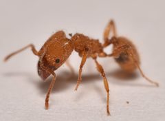 Pheidole porcula by (c) Luke Padon, some rights reserved (CC BY), uploaded by Luke Padon. Used under a CC-BY license.