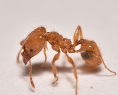 Pheidole porcula by (c) Luke Padon, some rights reserved (CC BY), uploaded by Luke Padon. Used under a CC-BY license.