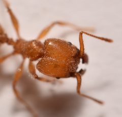 Pheidole porcula by (c) Luke Padon, some rights reserved (CC BY), uploaded by Luke Padon. Used under a CC-BY license.