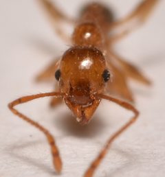 Pheidole porcula by (c) Luke Padon, some rights reserved (CC BY), uploaded by Luke Padon. Used under a CC-BY license.