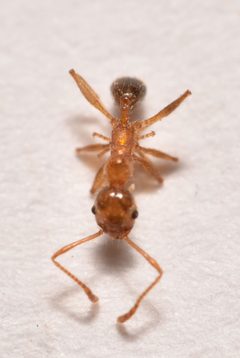 Pheidole porcula by (c) Luke Padon, some rights reserved (CC BY), uploaded by Luke Padon. Used under a CC-BY license.