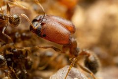 Pheidole tepicana by (c) Jake Nitta, some rights reserved (CC BY), uploaded by Jake Nitta. Used under a CC-BY license.