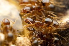 Pheidole tepicana by (c) Jake Nitta, some rights reserved (CC BY), uploaded by Jake Nitta. Used under a CC-BY license.