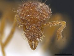 Strumigenys ananeotes by (c) Toby, some rights reserved (CC BY), uploaded by Toby. Used under a CC-BY license.